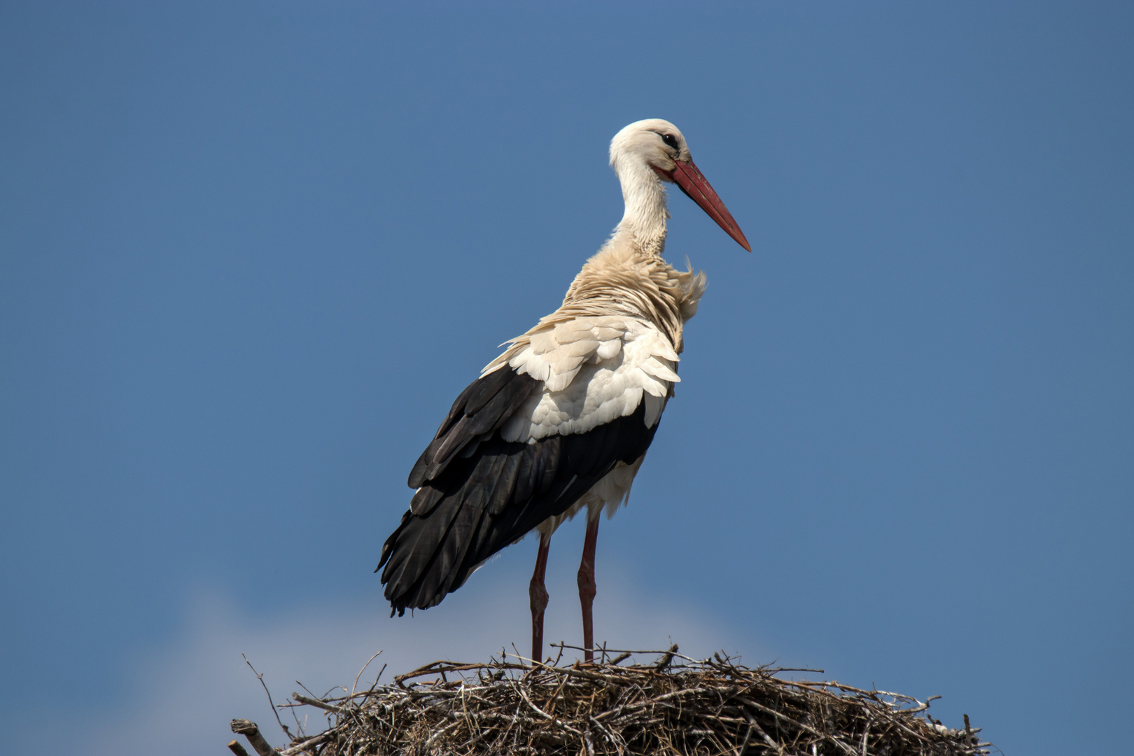 Klapperstorch