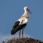 Klapperstorch