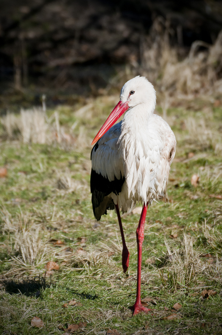 Klapperstorch