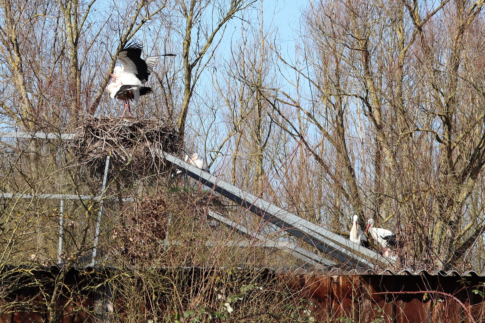 Klapperstorch