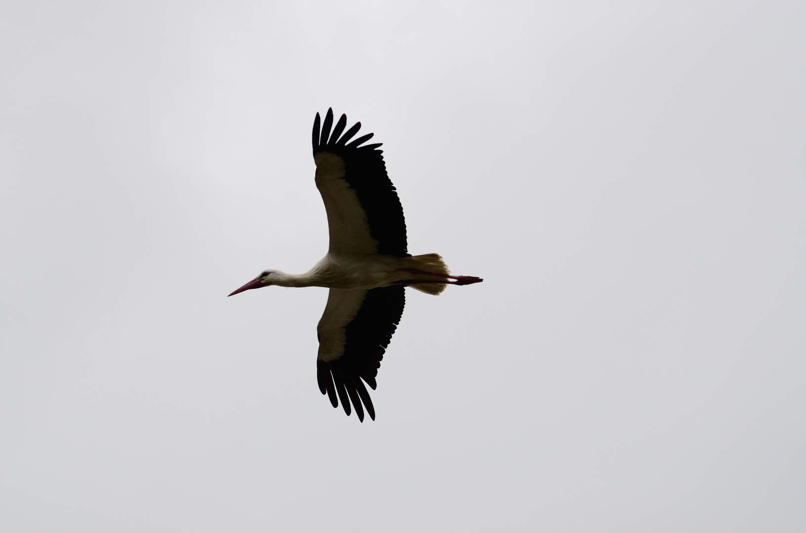 Klapperstorch