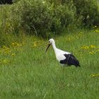 Klapperstorch