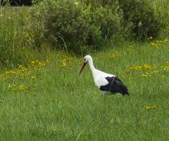 Klapperstorch