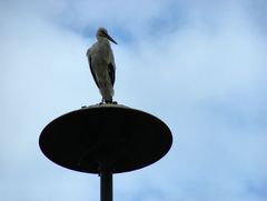 Klapperstorch?