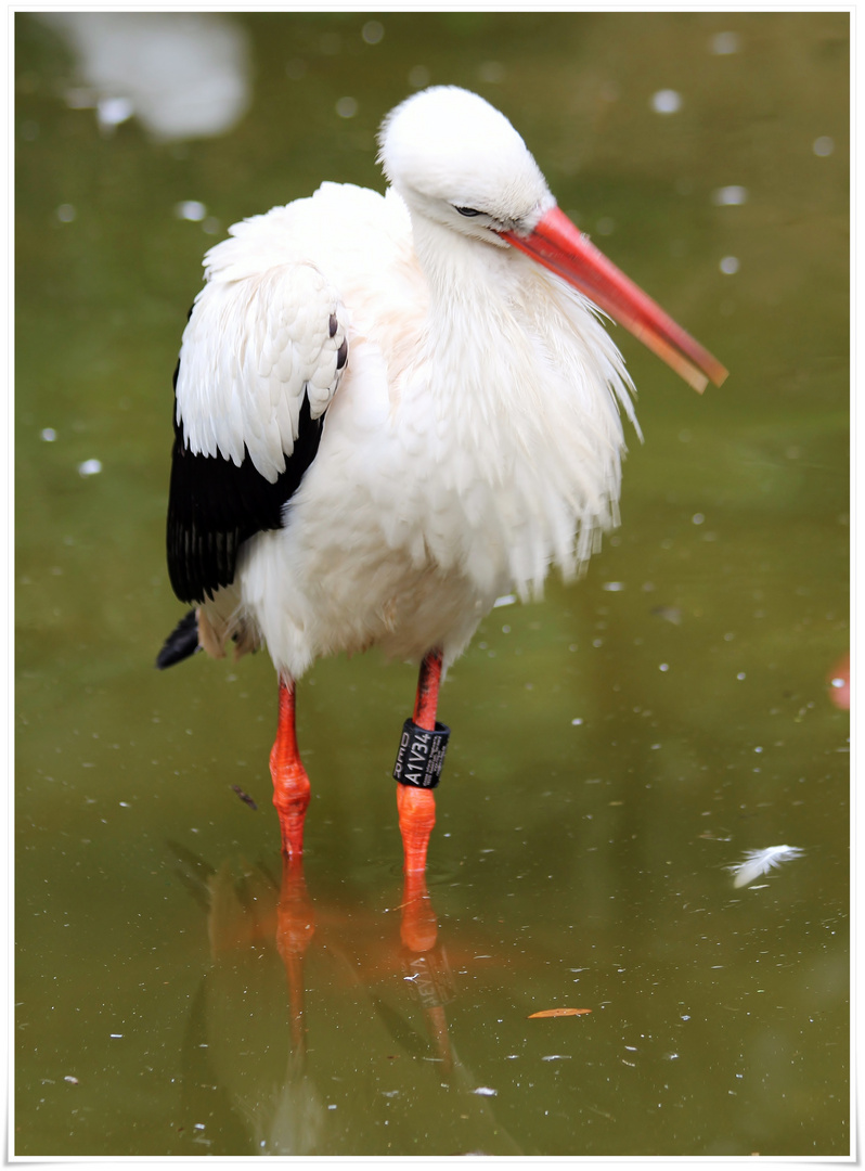 Klapperstorch