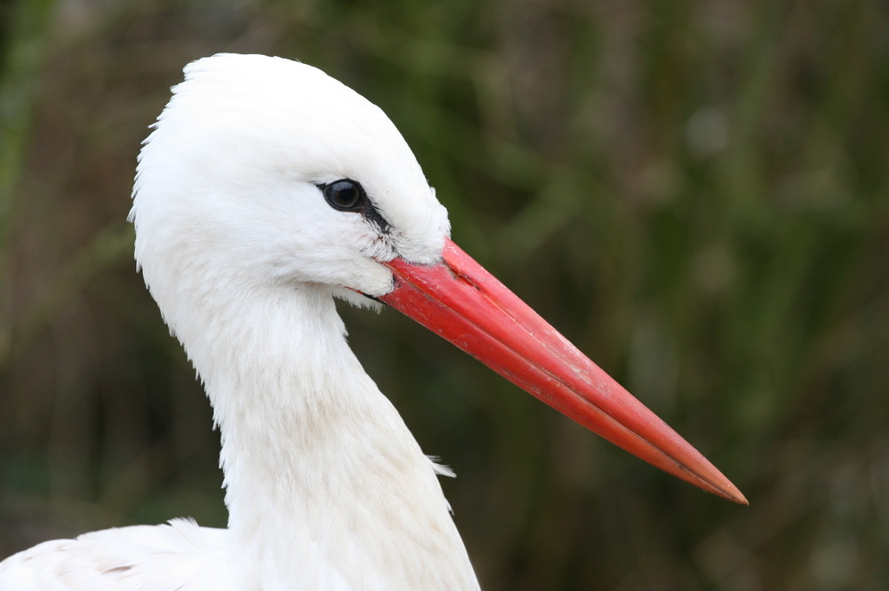 Klapperstorch