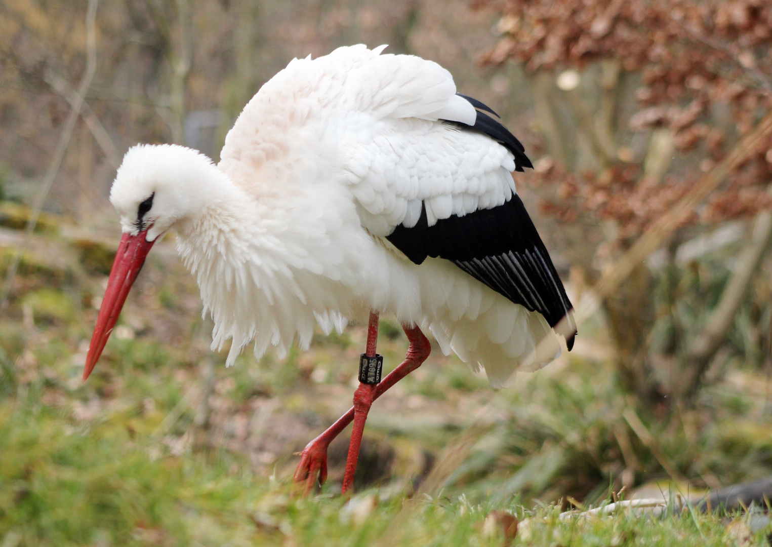 Klapperstorch