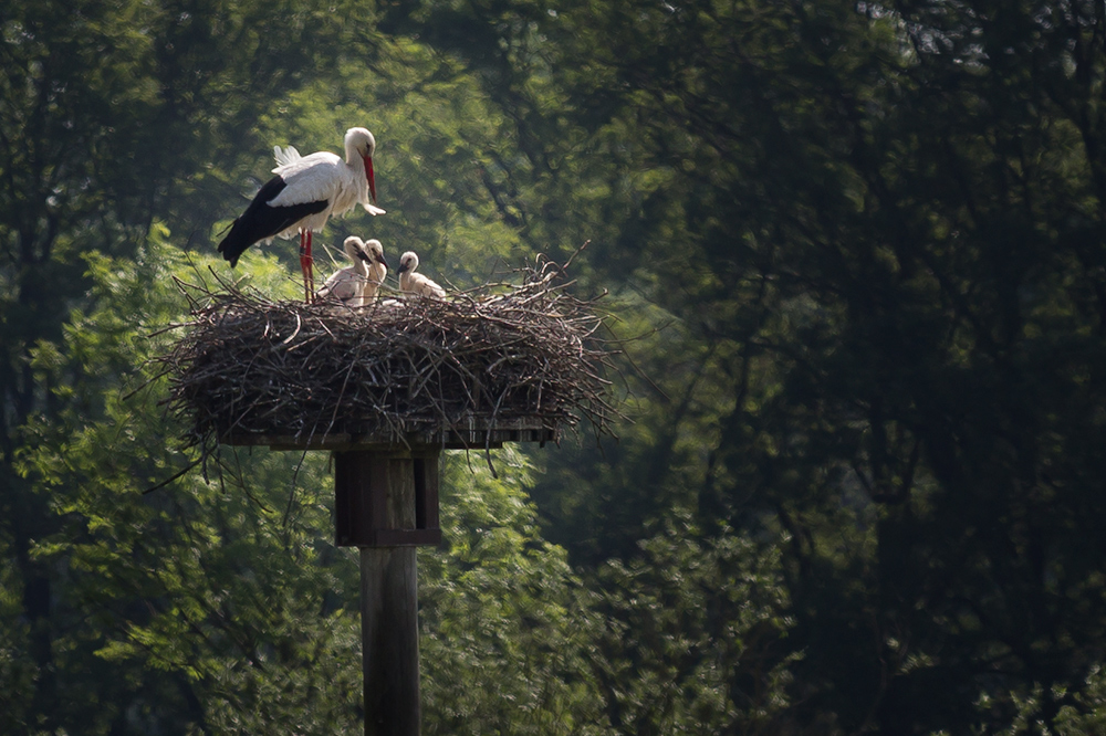 Klapperstorch