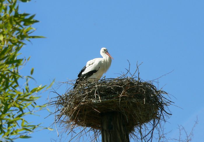 Klapperstorch