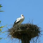 Klapperstorch