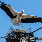 Klapperstorch