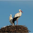 Klapperstorch