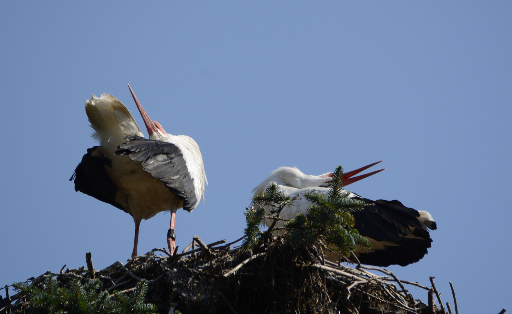 Klapperstorch