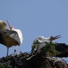 Klapperstorch