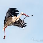 Klapperstorch