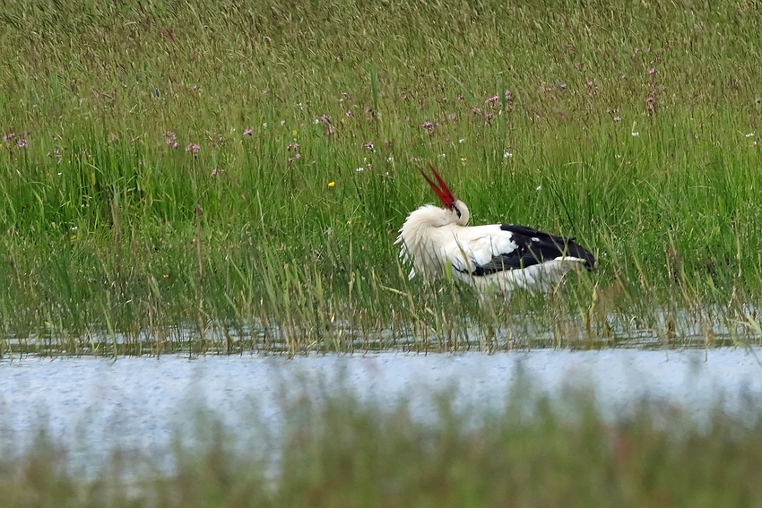 Klapperstorch