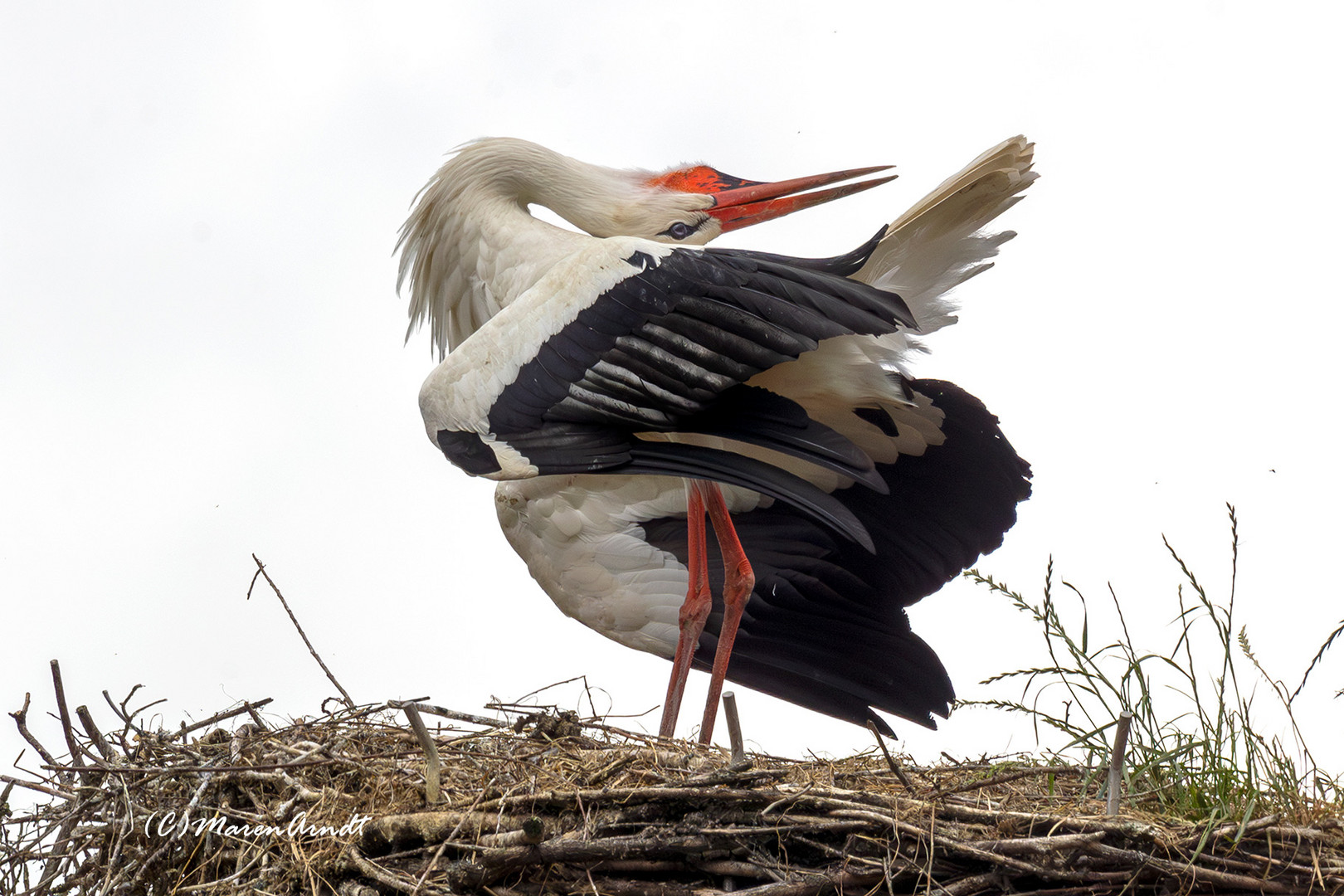 Klapperstorch