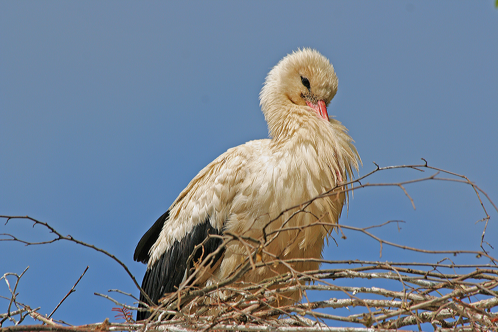 Klapperstorch