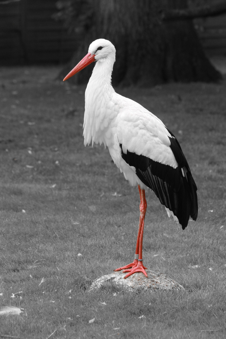 Klapperstorch