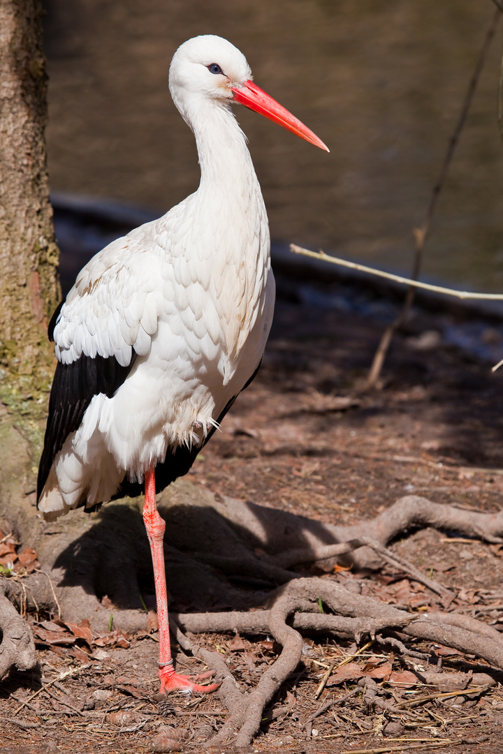 Klapperstorch