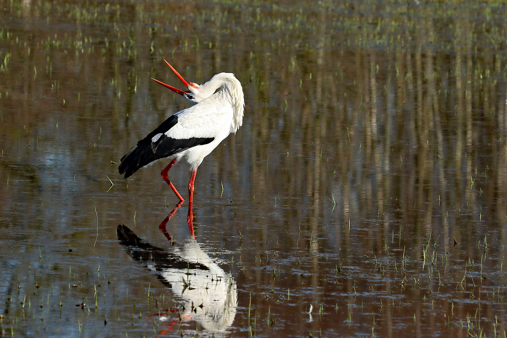 Klapperstorch