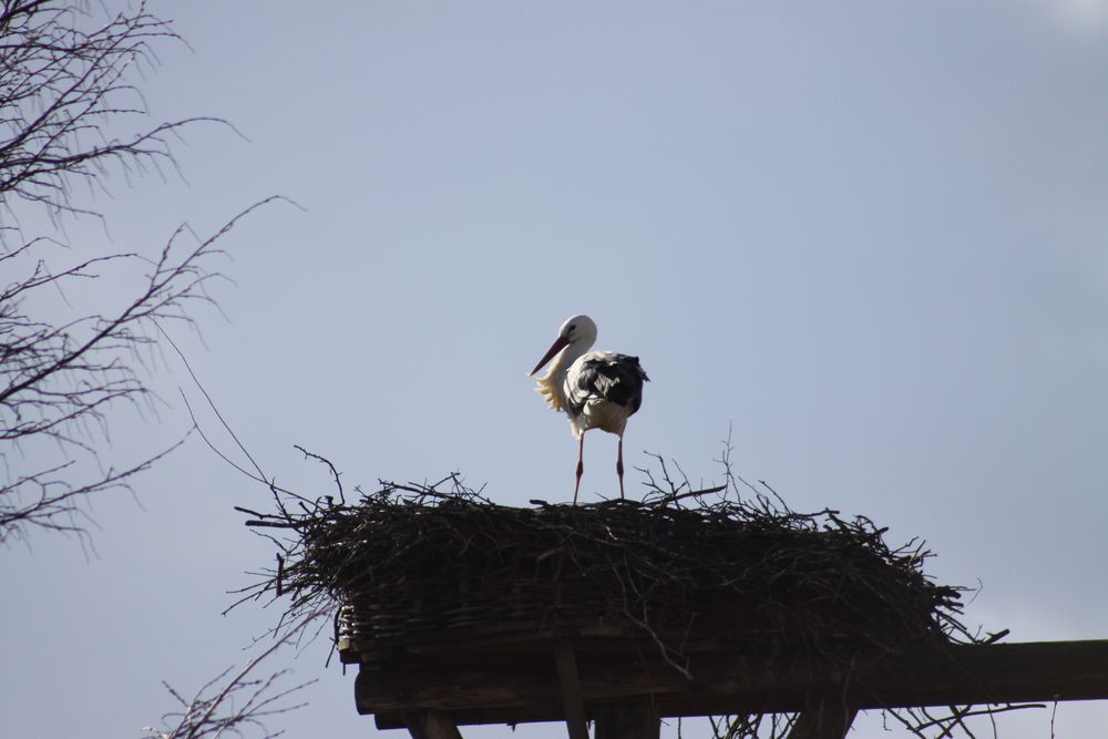 Klapperstorch