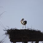 Klapperstorch