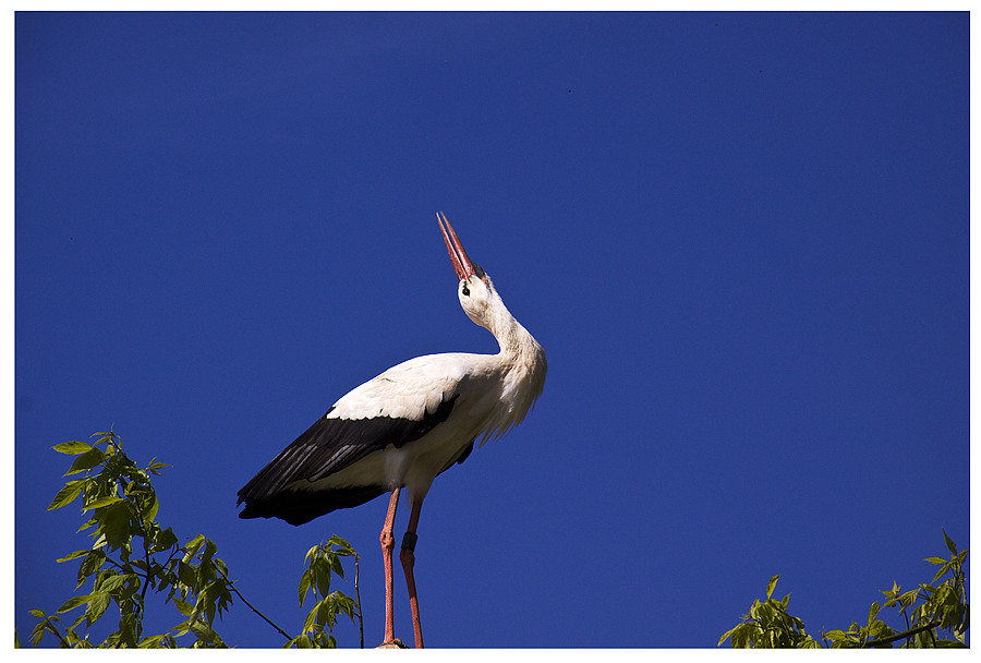 Klapperstorch