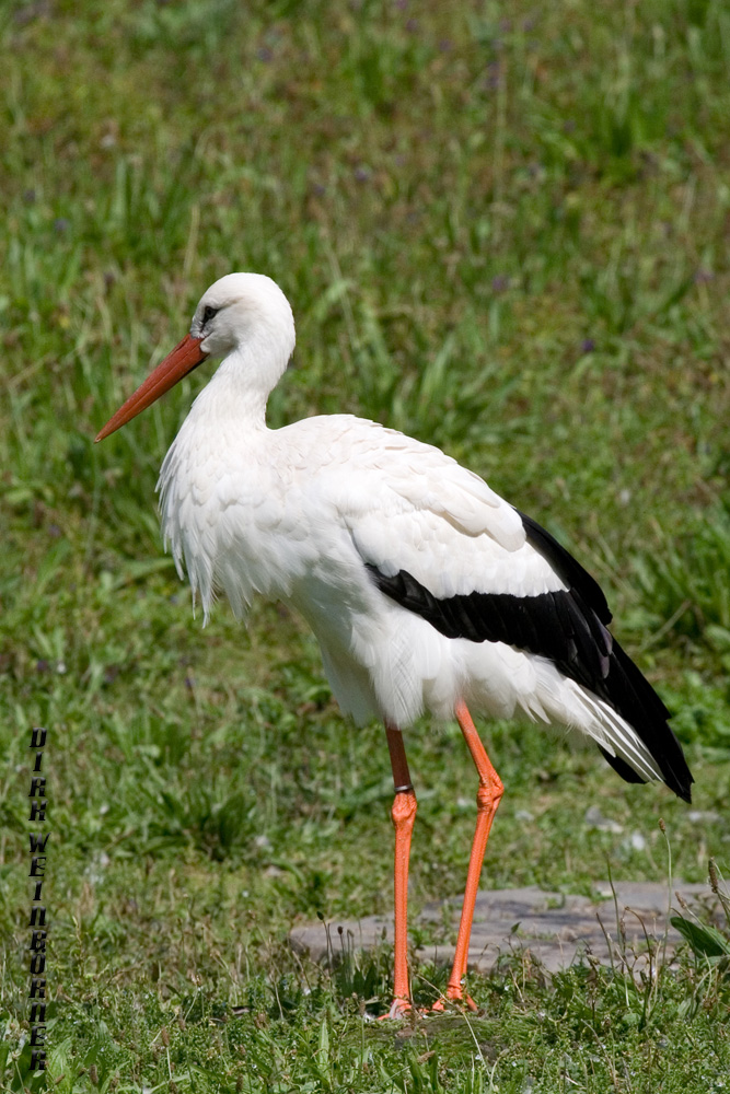 Klapperstorch