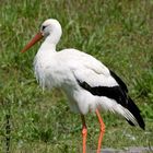 Klapperstorch