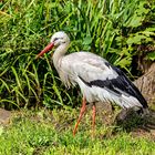 Klapperstorch