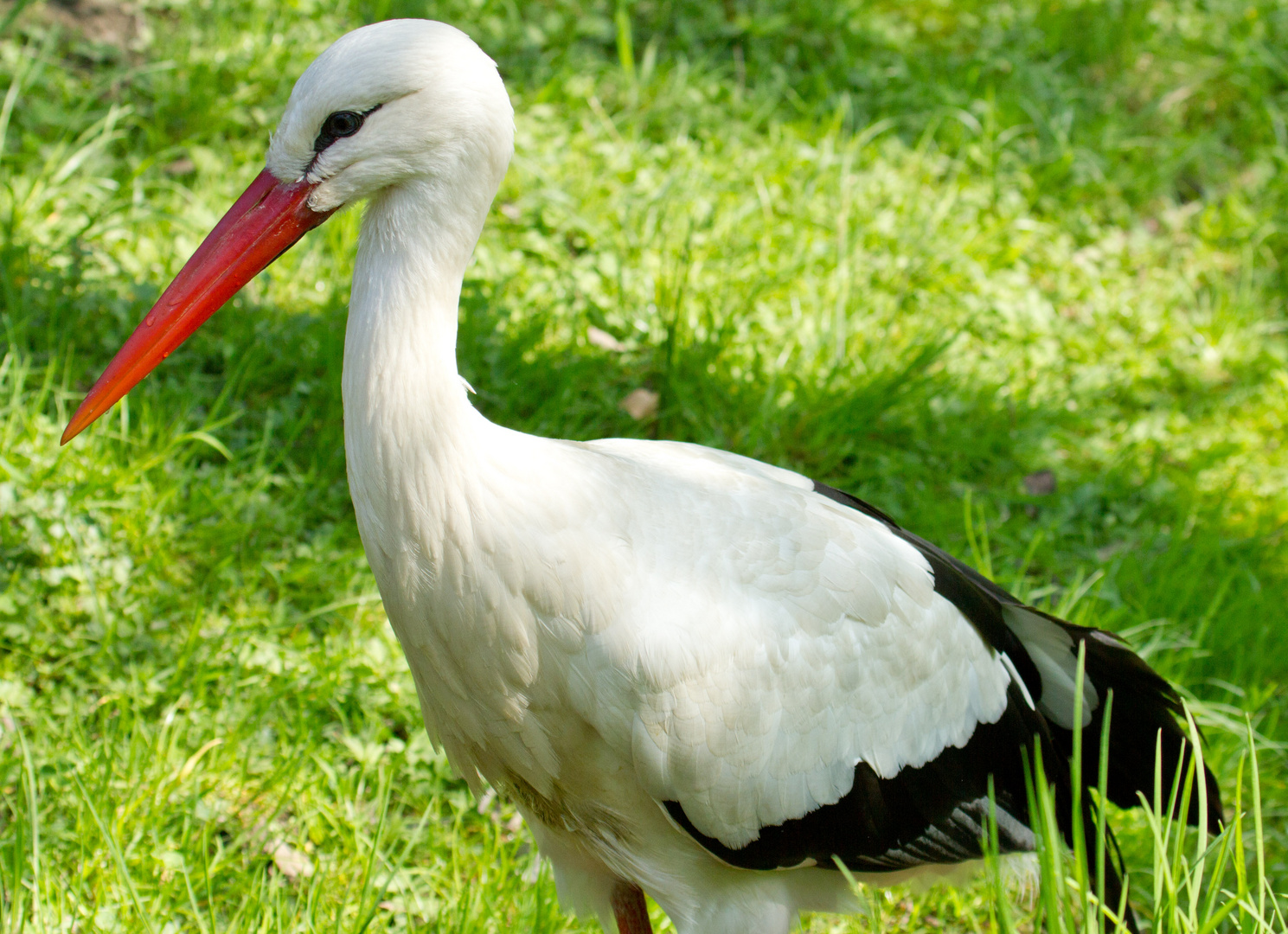 Klapperstorch