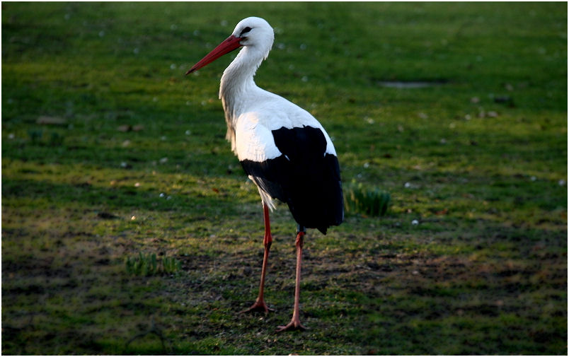 Klapperstorch?