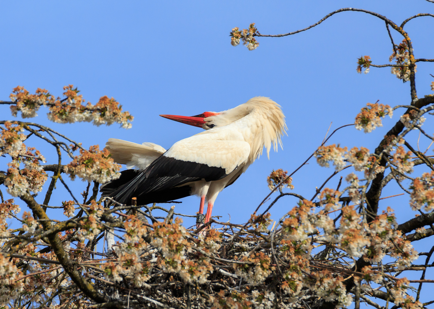 Klapperstorch