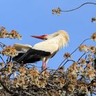 Klapperstorch