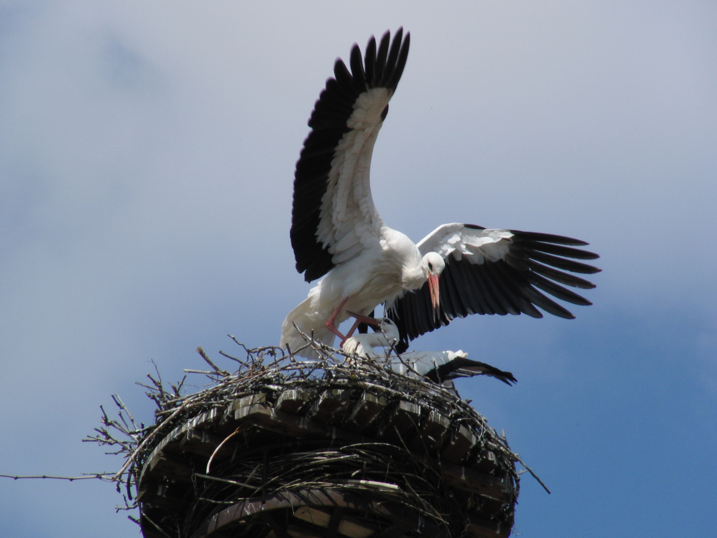 ...Klapperstorch!