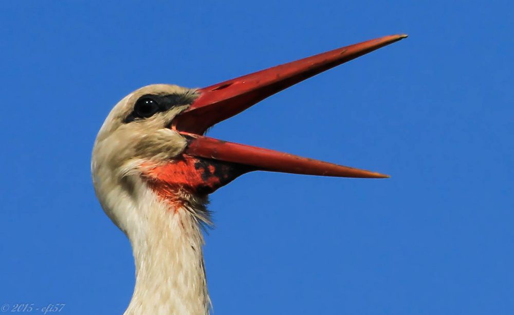 Klapperstorch