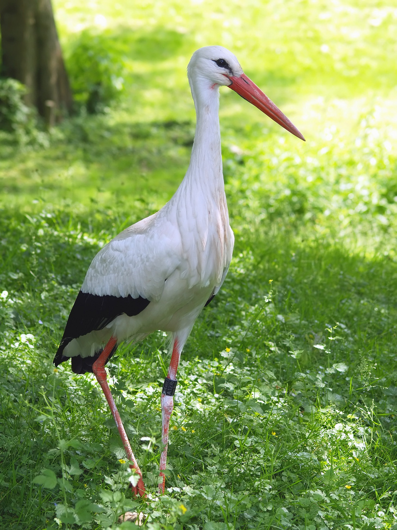 Klapperstorch :-)