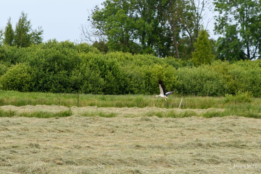Klapperstorch (Adebar)