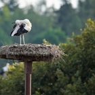 Klapperstorch am Morgen ( noch im Nest ;-))