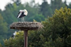 Klapperstorch am Morgen ( noch im Nest ;-))