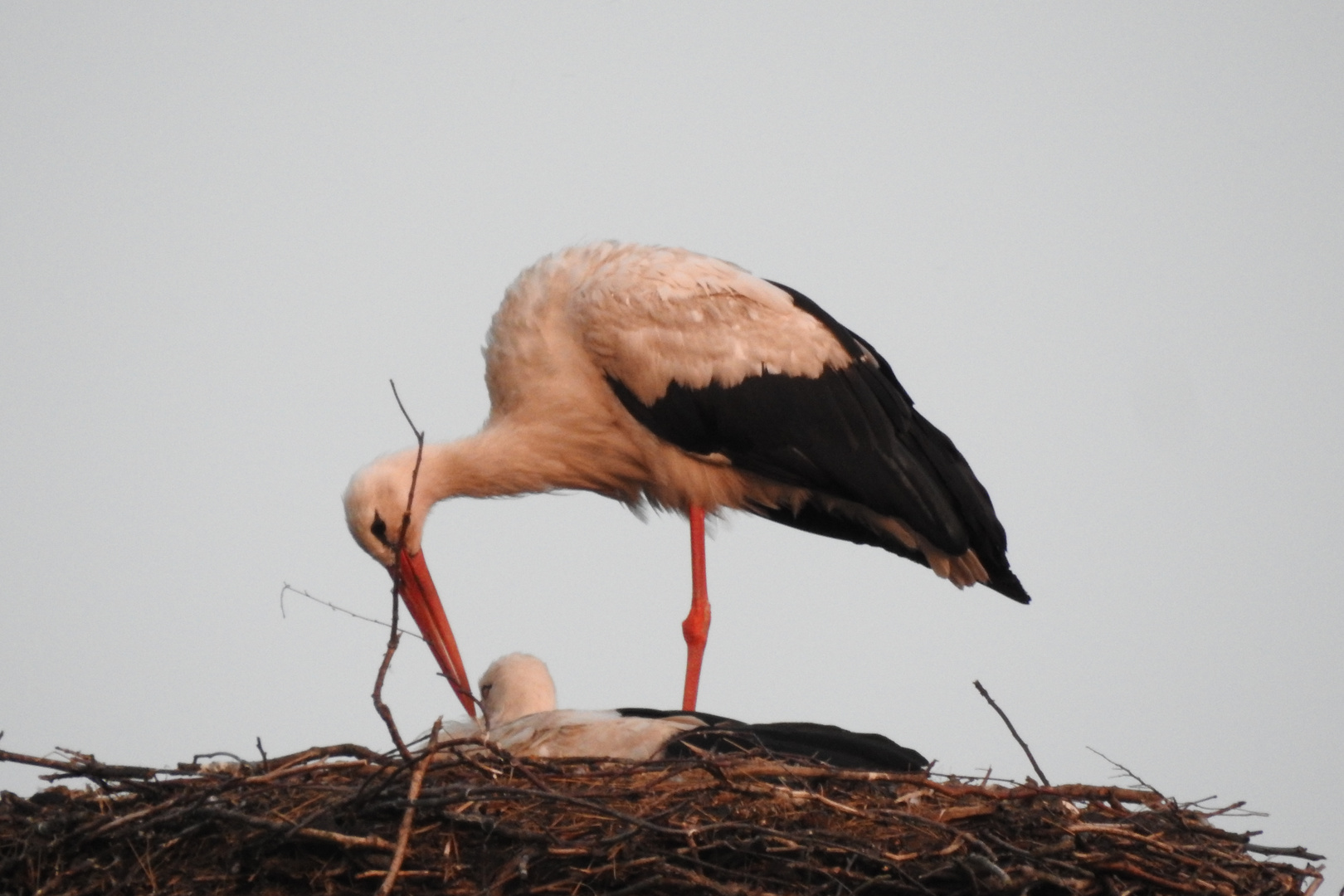 Klapperstorch auf dem Nest