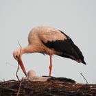 Klapperstorch auf dem Nest