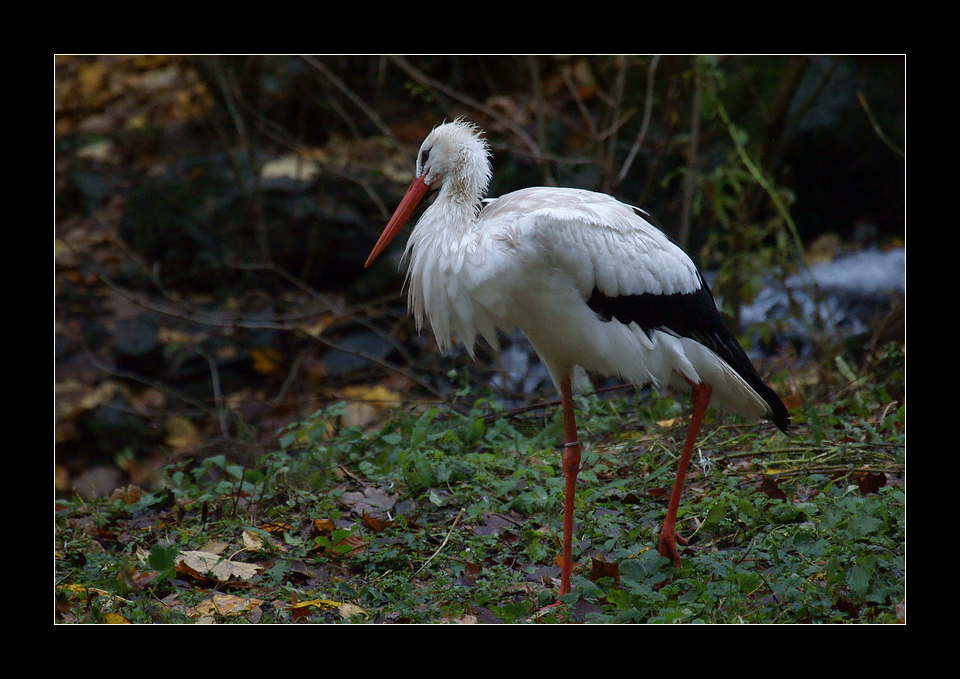 Klapperstorch