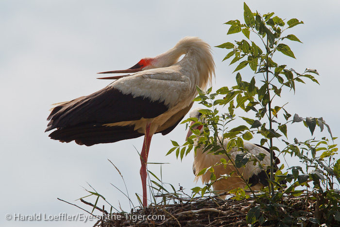 Klapperstorch