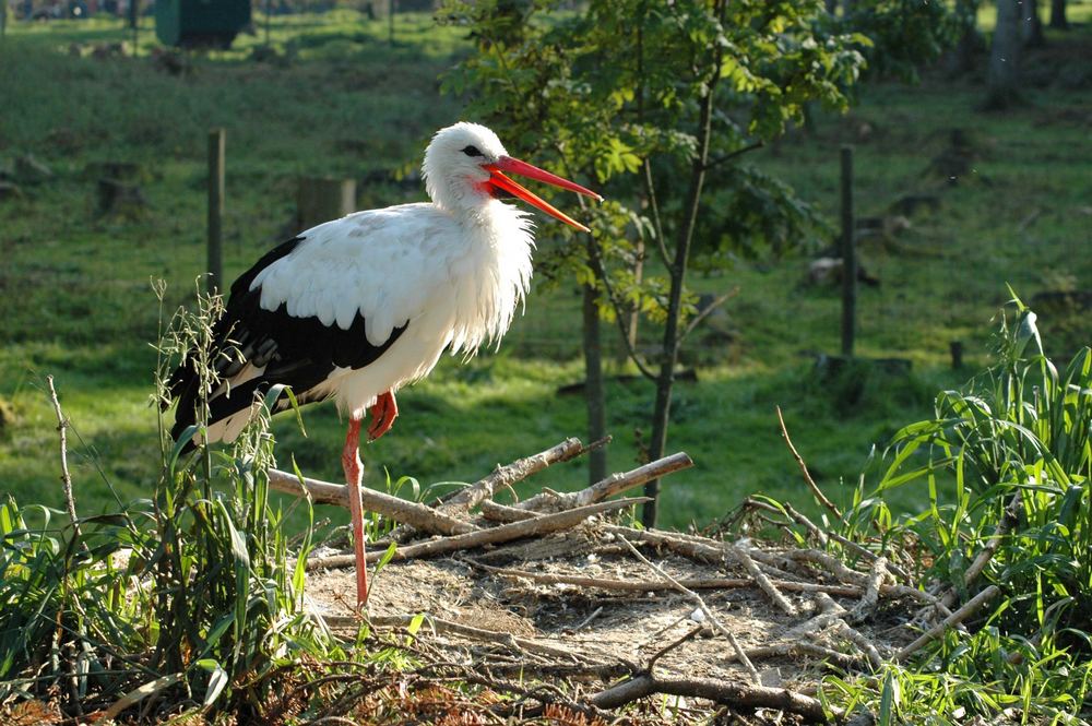 Klapperstorch