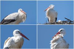Klapperstorch
