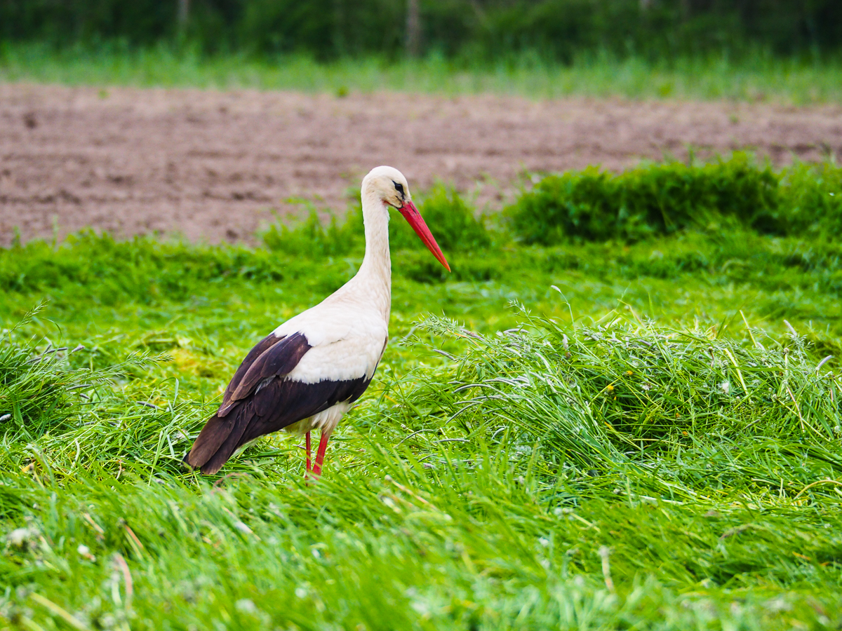 "Klapperstorch"