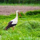 "Klapperstorch"