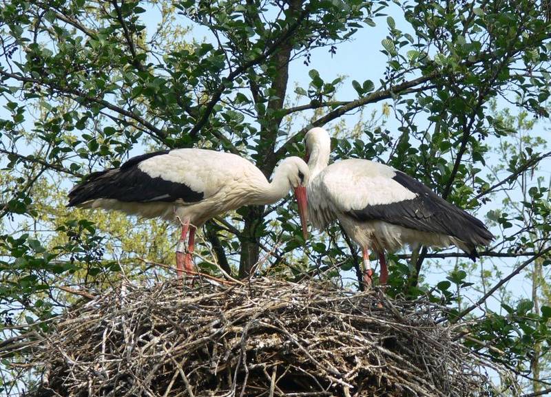 Klapperstorch